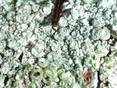 Pertusaria subambigens