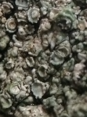 Pertusaria subambigens