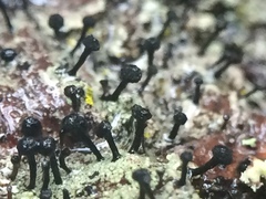Mycocalicium subtile