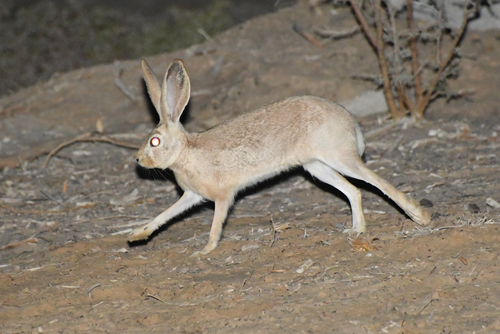 ケープノウサギ