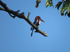 Halcyon smyrnensis