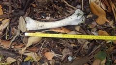 Gallus gallus domesticus