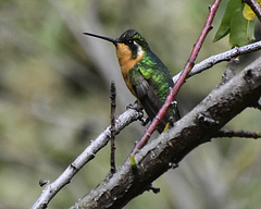 Lampornis