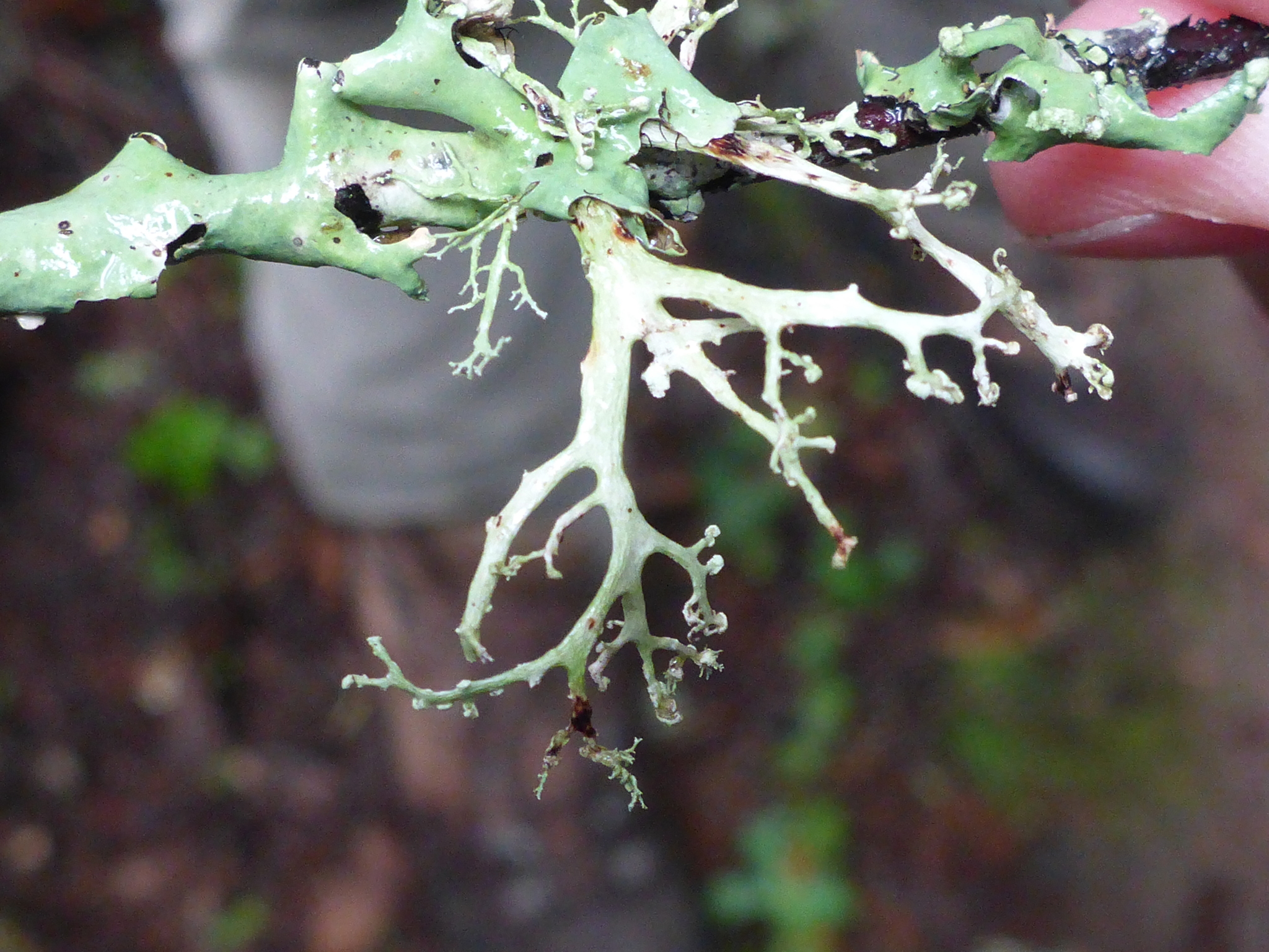 Ramalina pollinaria image