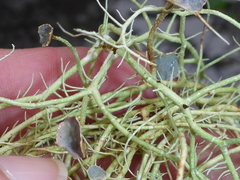Usnea ceratina