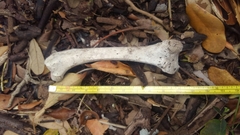 Gallus gallus domesticus