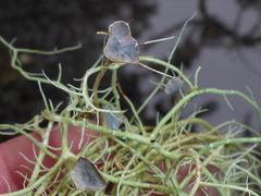 Usnea ceratina