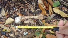 Gallus gallus domesticus