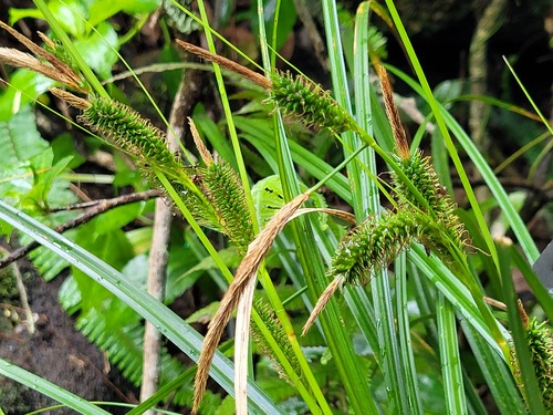 Carex wahuensis observed 2026-03-19