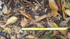 Gallus gallus domesticus