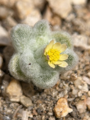 woolly bonnets (Eatonella nivea)
