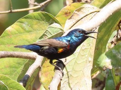 Purple Sunbird photo 2