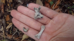 Gallus gallus domesticus