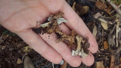 Gallus gallus domesticus