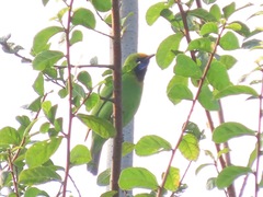 Chloropsis aurifrons