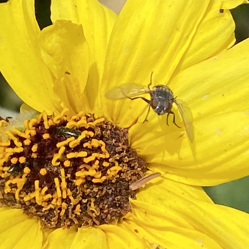 iNaturalist observation photo of Flies