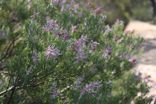 Paranomus bracteolaris, photograph 6