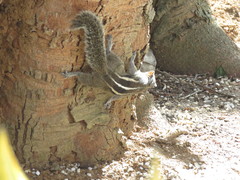 Funambulus palmarum