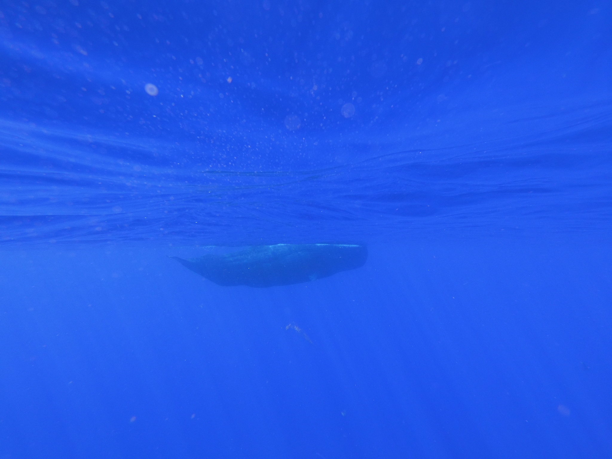 Physeter macrocephalus