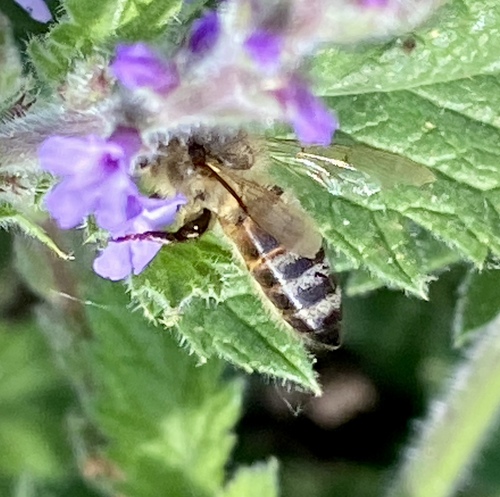 iNaturalist observation photo of Western Honey Bee