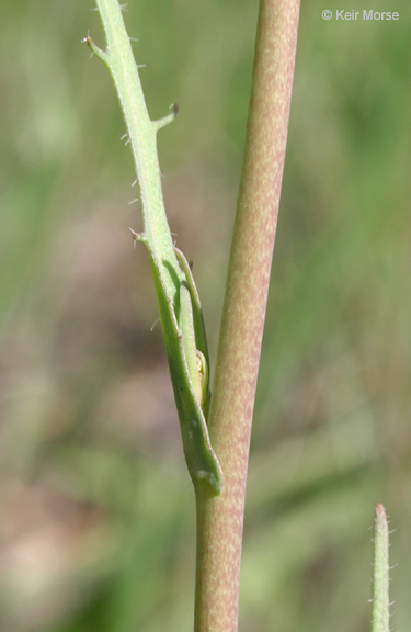 Mountain fringepod