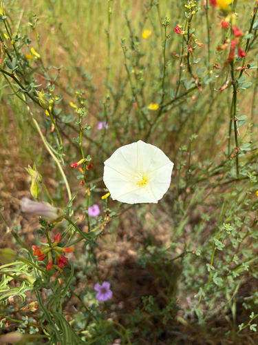 coast morning glory (Calystegia macrostegia)