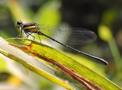 Onychargia atrocyana