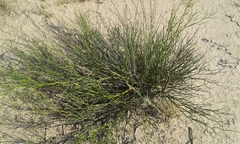 Senna aphylla