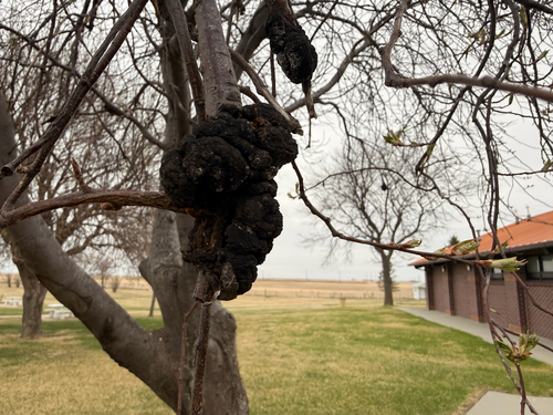 black knot