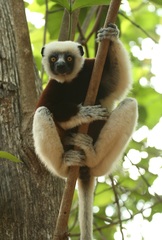 Propithecus coquereli