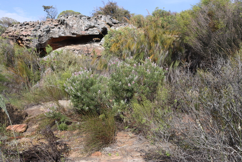 Bokkeveld Sceptre (Paranomus bracteolaris)