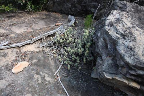 Crassula brevifolia