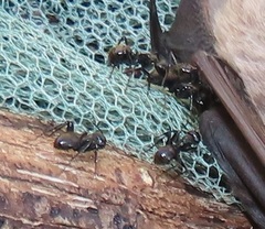 Camponotus arminius