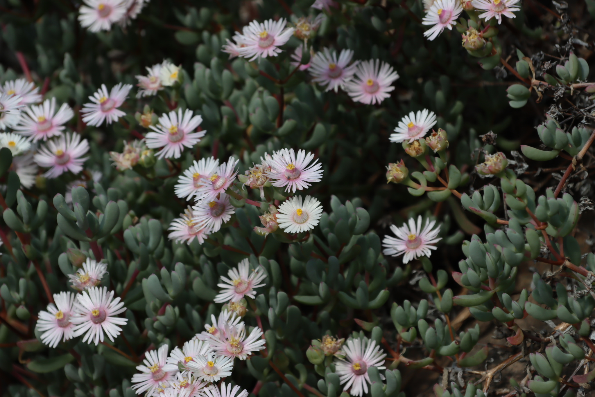 Lampranthus comptonii