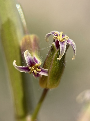 hairy wild cabbage (Caulanthus pilosus)