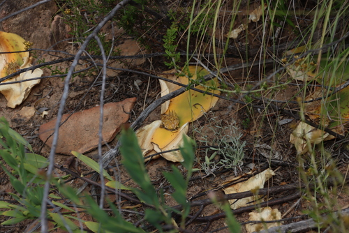Hedgehog Lily (Massonia depressa)