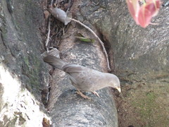 Argya affinis
