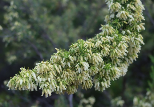 Water Heath (Erica afra)