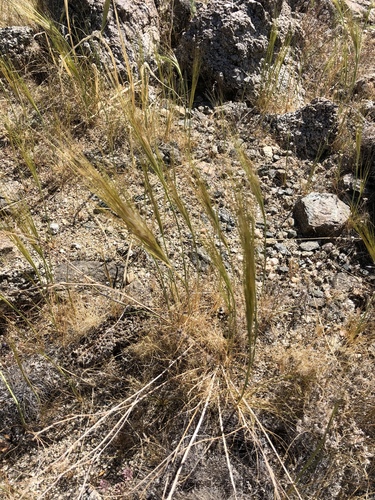 iNaturalist observation photo of cape ricegrass