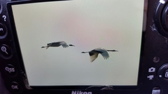 Grus japonensis