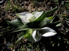 Colchicum capense