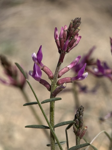 Case's Milkvetch (Astragalus casei)