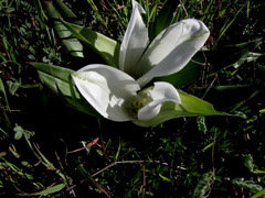 Colchicum capense