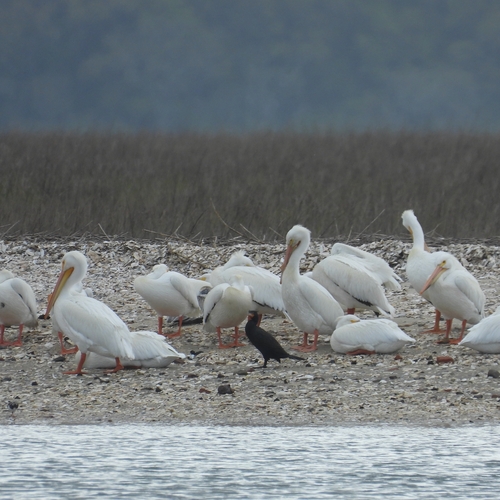 American White Pelican photographed in Georgia