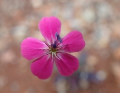 Silene integripetala integripetala