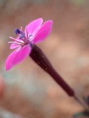 Silene integripetala integripetala