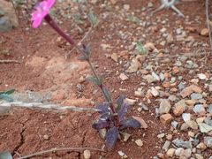 Silene integripetala integripetala