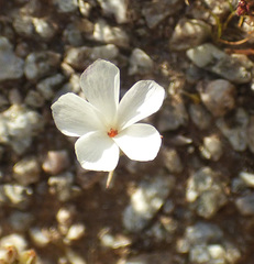 Linanthus maricopensis