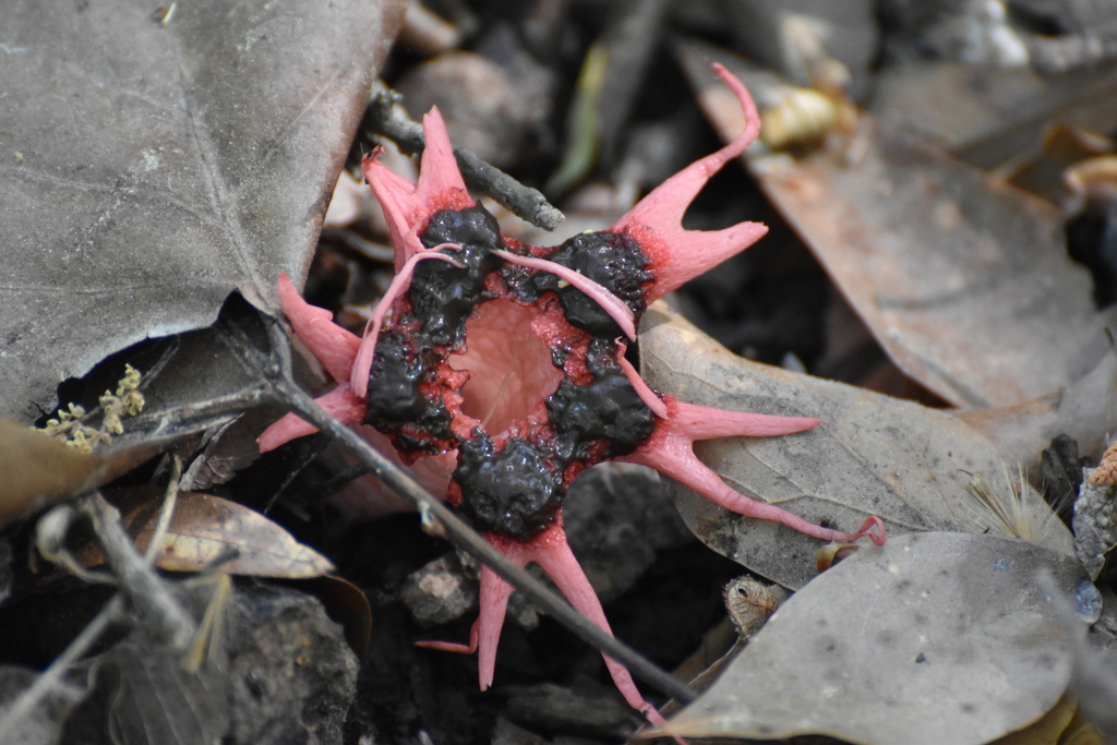 Aseroe rubra · April 2026 · photo: © ryan84 (iNaturalist, cc-by-nc-sa)