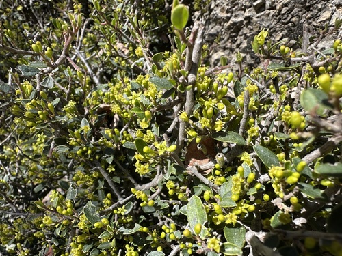 Italian buckthorn (Rhamnus myrtifolia)
